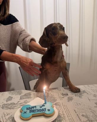 Cane per monta