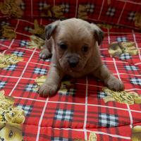 Mini chihuahua Pincher Toy da borsetta