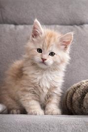 Maine coon con pedigree