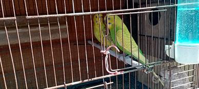 Cocorite
