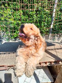 Adozione 2 cagnoline