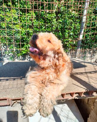 Adozione 2 cagnoline