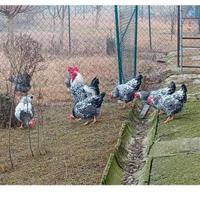 Gallina robusta maculata