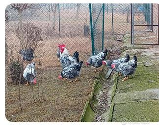 Gallina robusta maculata