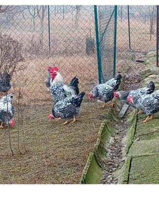 Gallina robusta maculata