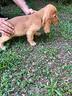 cuccioli-di-cocker-spaniel