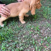 Cuccioli di Cocker Spaniel