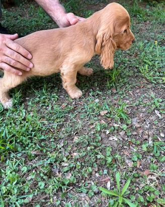 Cuccioli di Cocker Spaniel