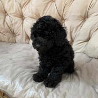 Barboncino Toy Total Black Maschio