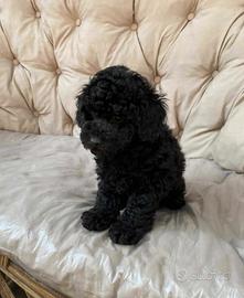 Barboncino Toy Total Black Maschio