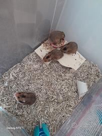 Cuccioli di criceto Dorato