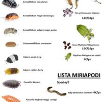 Isopodi, fasmidi e miriapodi