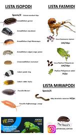Isopodi, fasmidi e miriapodi