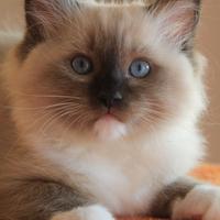 MEMPHIS, gatto razza RAGDOLL con pedigree