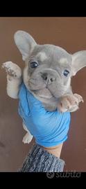 Bulldog francese