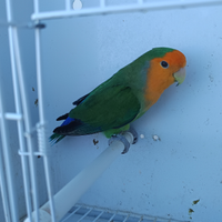 Roseicollis varie taglie e mutazioni entraa