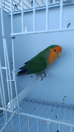 Roseicollis varie taglie e mutazioni entraa