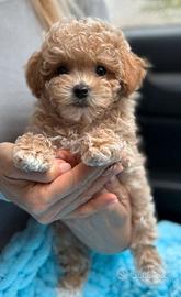 MALTIPO & MALTIPOO CUCCIOLI ITALIANI pag rateale