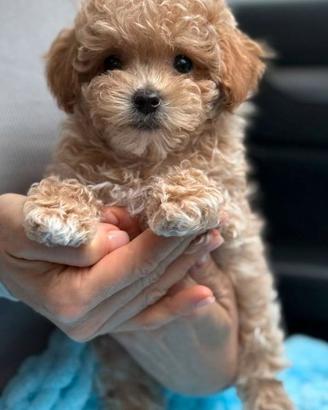 MALTIPO & MALTIPOO CUCCIOLI ITALIANI pag rateale