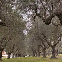 Terreno edificabile Cepagatti 3810mq