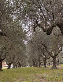 Terreno edificabile Cepagatti 3810mq