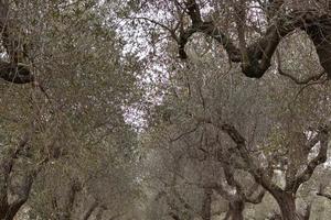 Terreno edificabile Cepagatti 3810mq