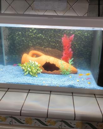 Acquario Askoll 60 lt