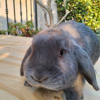 Coniglio nano ariete