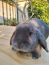 Coniglio nano ariete