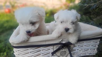 Maltese Cuccioli 