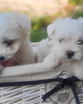 Maltese Cuccioli 