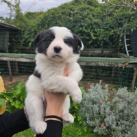 Border collie