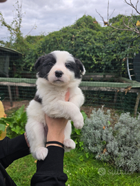 Border collie