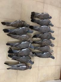 Stampi imbalsamati di colombacci