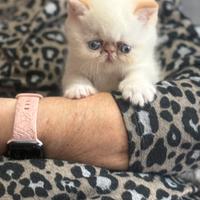 Gattino persiano esotico