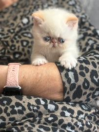 Gattino persiano esotico