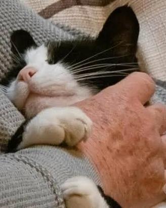 BADANTE ITALIANA in CONVIVENZA con Patente