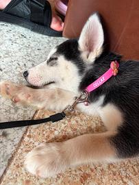 Cane siberiana husky