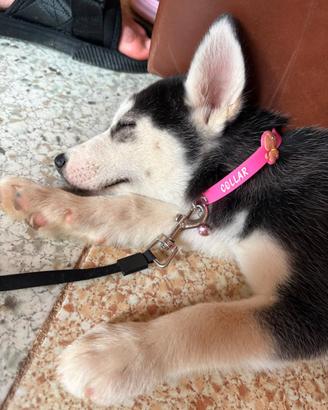 Cane siberiana husky