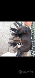Amstaff