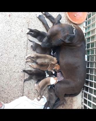 Amstaff