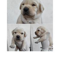 Cuccioli Labrador con pedigree ENCI