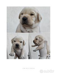 Cuccioli Labrador con pedigree ENCI