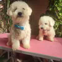 Cuccioli Bichon Frisè Pedigree MiglioreGenealogia