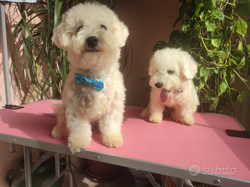 Cuccioli Bichon Frisè Pedigree MiglioreGenealogia