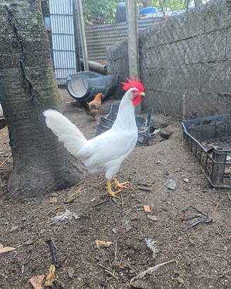 Gallo livornese