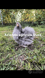 Galli galline moroseta