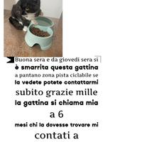 Sì è smarrito il mio gatto