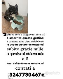 Sì è smarrito il mio gatto