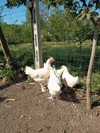Marans bianchi